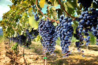 Wine Tasting Vineyards
